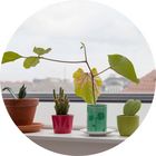 Kleine Blumentöpfe auf der Fensterbank