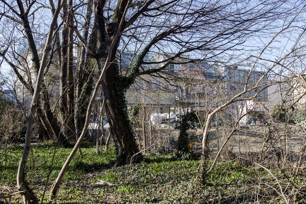 Blick auf Wohnbau vom benachbarten Wäldchen