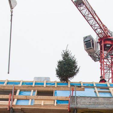 Kran und Gleichenbäumchen