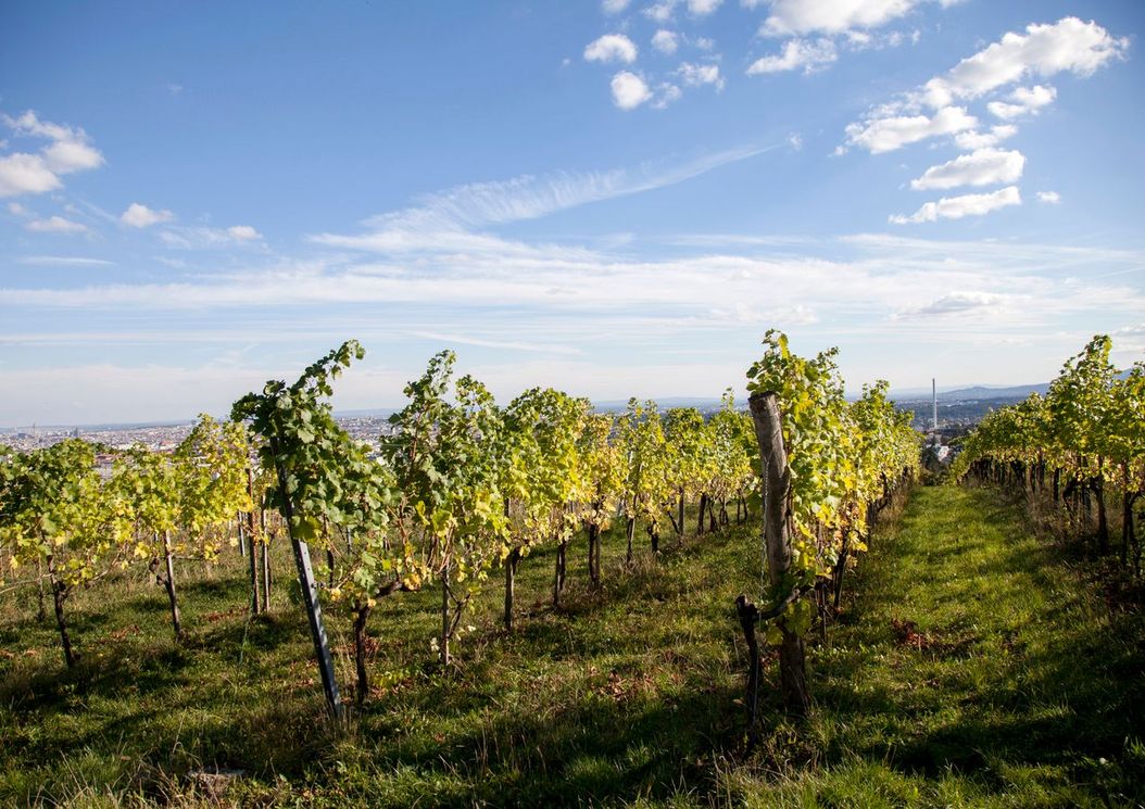 16er_flair_umgebung_natur_weinberge