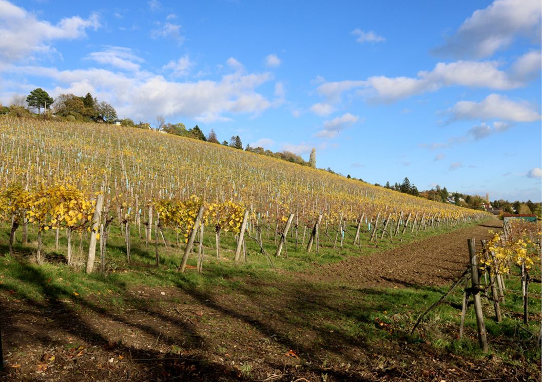 love_is_in_the_air_umgebung_weinberge