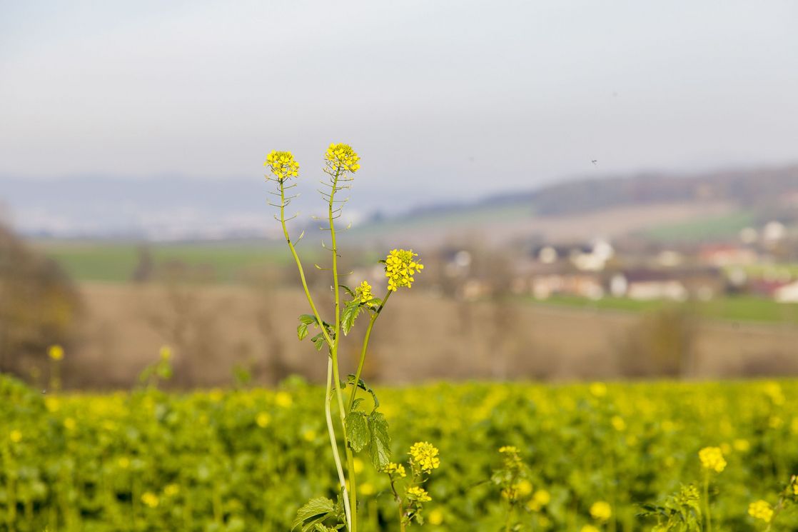 wohnen_in_der_natur_landgutviertel