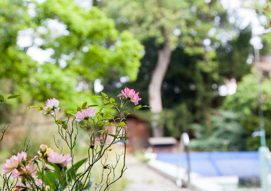 vorstadt_schoene_bestand_garten_pool