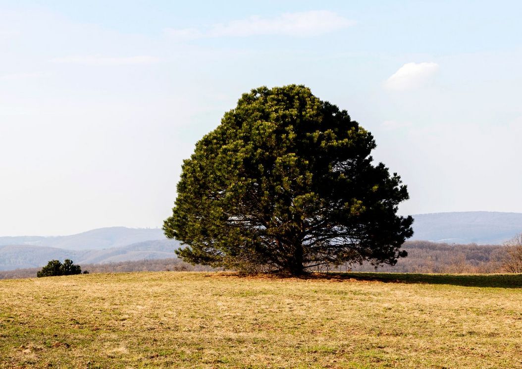 1_reihe_wienerwald_umgebung_natur