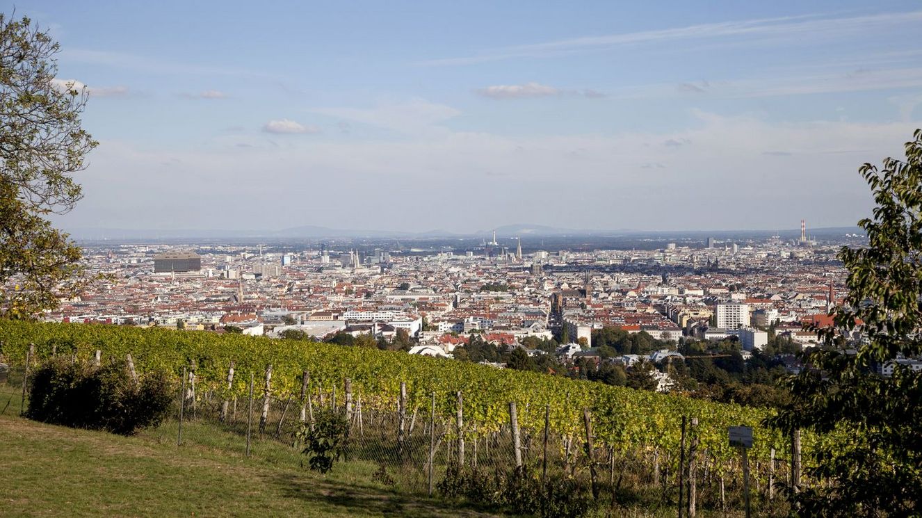 shelly_loves_the_market_umgebung_natur_weinberge