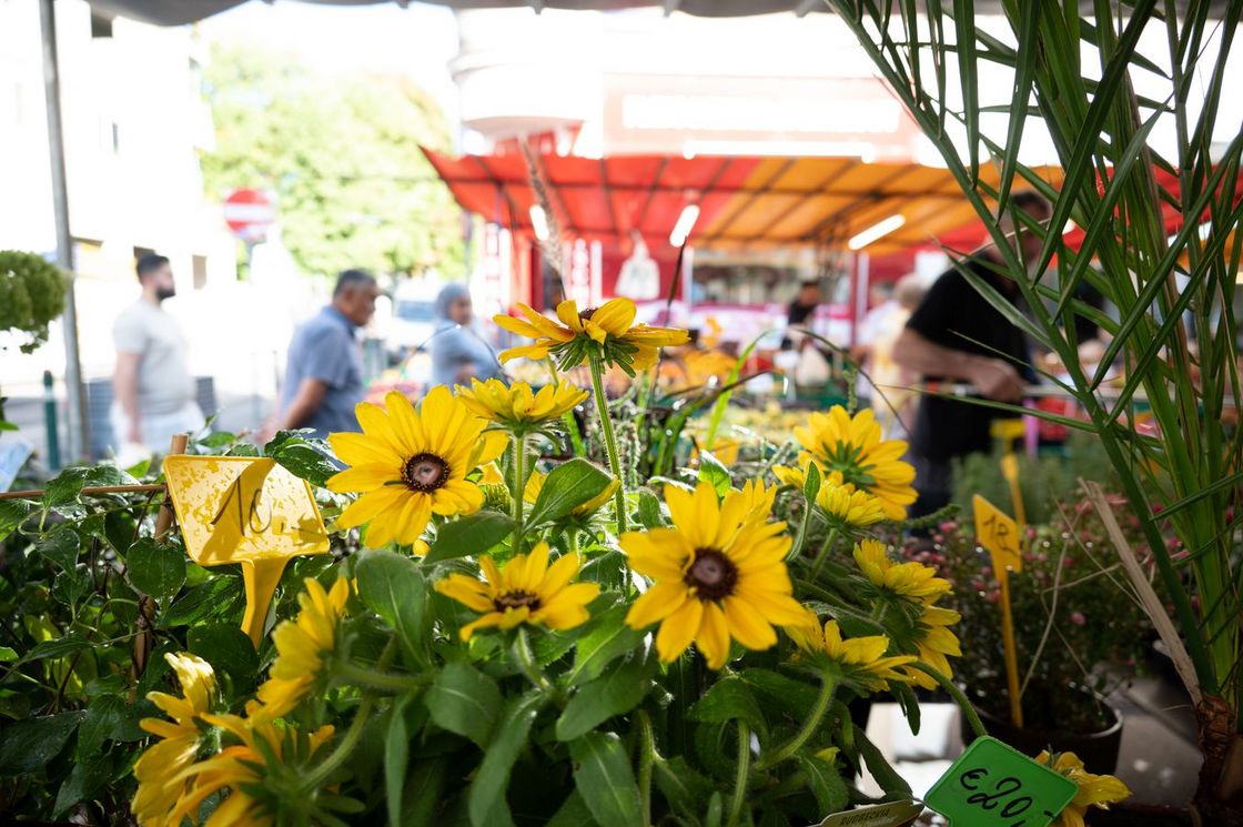 shelly_loves_the_market_umgebung_markt_blumen