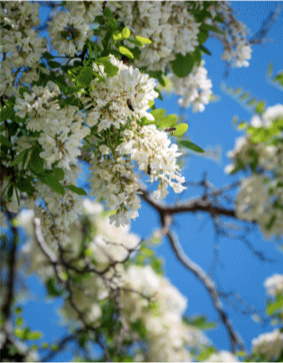 liesing_gardens_umgebung