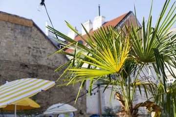 Wiener Stadtoase